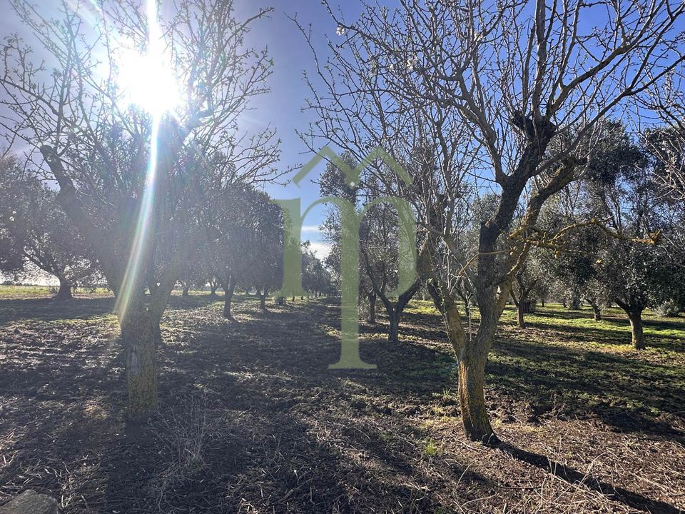 Ruinere i Brindisi, Brindisi - foto 5